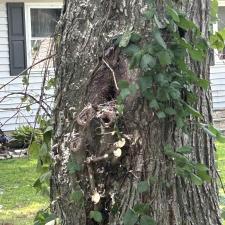 Tree-Removal-with-Bee-Hive-in-Stevensville-MD 7